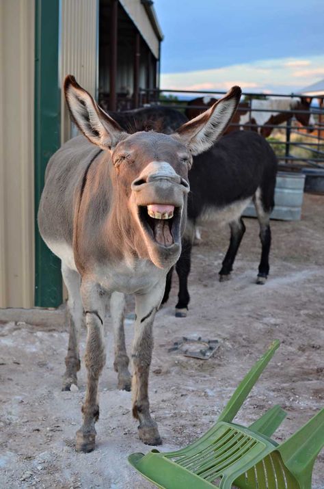 The 7MSN Ranch: OMG Best picture ever Mules Animal, Laughing Animals, Smiling Animals, Muar, Cute Donkey, A Donkey, Animal Antics, Excuse Me, Horse Love