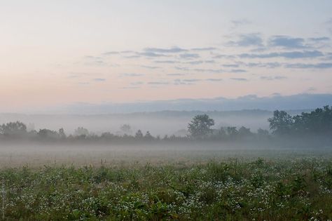 Mist Landscape, Flowering Herbs, Happy Ramadan Mubarak, Airplane Seats, Meadow Landscape, Happy Ramadan, Romantic Dream, Summer Morning, Foggy Morning