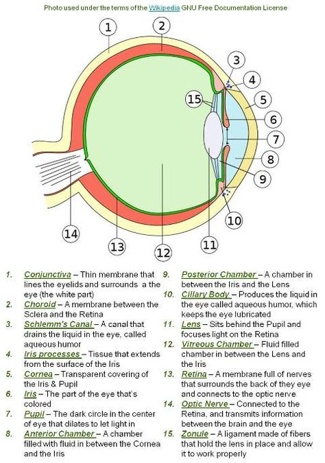 Parts Of The Eye And Functions, Structure Of Eye Notes, Opthalmic Technician, Uni Notes, Human Eye Diagram, Optician Training, Cell Biology Notes, Optometry Education, Vet Technician