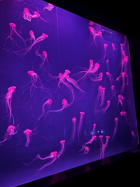 Neon Aquarium Aesthetic, Jellyfish In Aquarium, Jellyfish Aquarium Aesthetic, Fishes Aesthetic, Neon Aquarium, Jellyfish Project, Aesthetic Aquarium, Aquarium Jellyfish, Aquarium Aesthetic