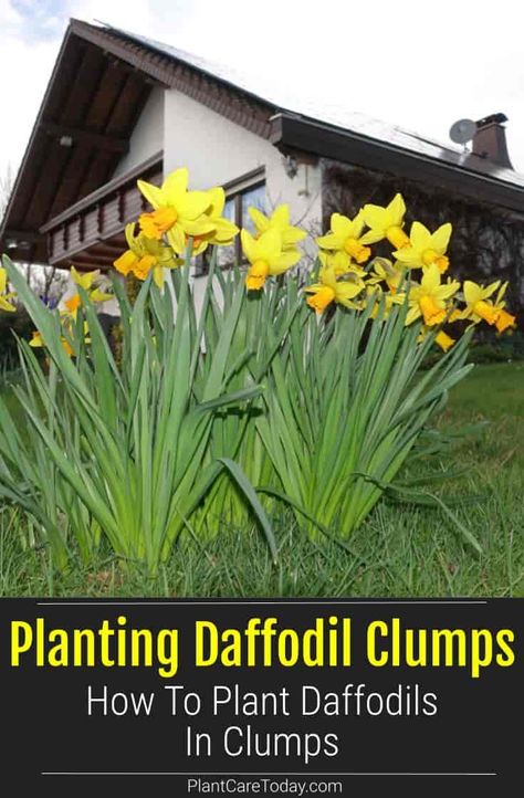 How To Plant Daffodils In Clumps Daffodils And Tulips Landscaping, Landscaping With Daffodils, Plant Daffodils Bulbs, How To Plant Daffodils, How To Plant Daffodil Bulbs, Daffodils In Garden, Daffodils In Landscape, Daffodil Planting Ideas, Daffodil Garden Ideas