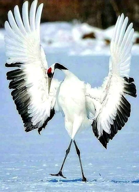 The red-crowned crane (Grus japonensis), also called the Manchurian crane or Japanese crane is a large East Asian crane among the rarest cranes in the world. In some parts of its range, it is known as a symbol of luck, longevity, and fidelity. Adult red-crowned cranes are named for a patch of red bare skin on the crown, which becomes brighter during mating season. #AmazingBirds #WeirdBirds #BeautifulBirds #ColorfulBirds Colourful Birds, Photo Animaliere, Japanese Crane, Crane Bird, Airbrush Art, Exotic Birds, Pretty Birds, Colorful Birds, Bird Photography