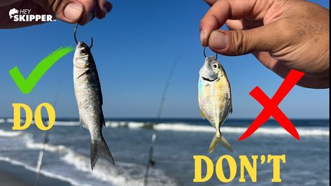 EPIC Surf fishing Technique w/ LIVE Bait | Do’s and Don’ts to Catch MORE Fish | Prime Seaside Fishing Beach Fishing Rigs, Live Bait Rig, Surf Fishing Tips, Surf Fishing Rigs, Striper Fishing, The Flying Nun, Different Fish, Live Bait, Surf Fishing