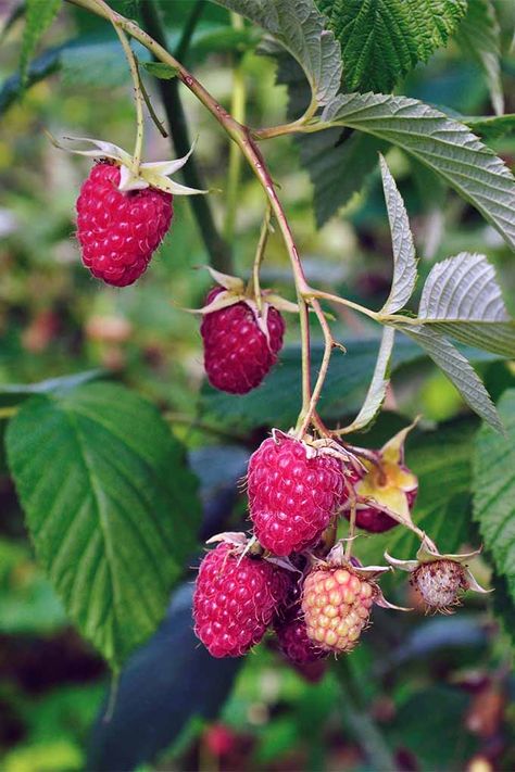 How To Grow Raspberries, Plants Reference, Garden Berries, Grow Raspberries, Pruning Raspberries, Raspberry Leaves, Growing Food Indoors, Raspberry Bush, Growing Raspberries