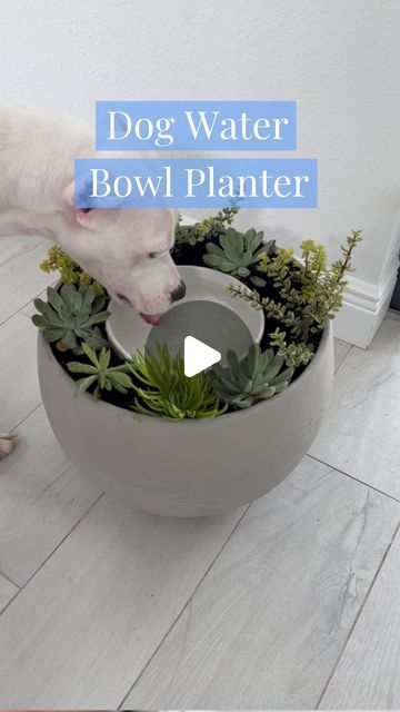 Mik Zenon on Instagram: "A dog water bowl planter 🌱🐶 Comment BOWL for more info on this DIY dog water bowl planter or find it under ✨Dog Bowl Planter✨ on my website. . . Credit to @curly_plant_mom for this genius idea!  . . #dog #dogs #pet #pets #dogsofinstagram #dogsofinsta #dogbowl #doglover #dogbowl #diy #amazonfinds #amazonmusthaves #amazonusa #usa #usa🇺🇸 #amazon #dogstagram" Water Bowl Planter, Dog Water Bowl, Hobby Farming, Pet Water Bowl, Self Watering Plants, Water Station, Bowl Planter, Dog Water Bowls, Dog Essentials