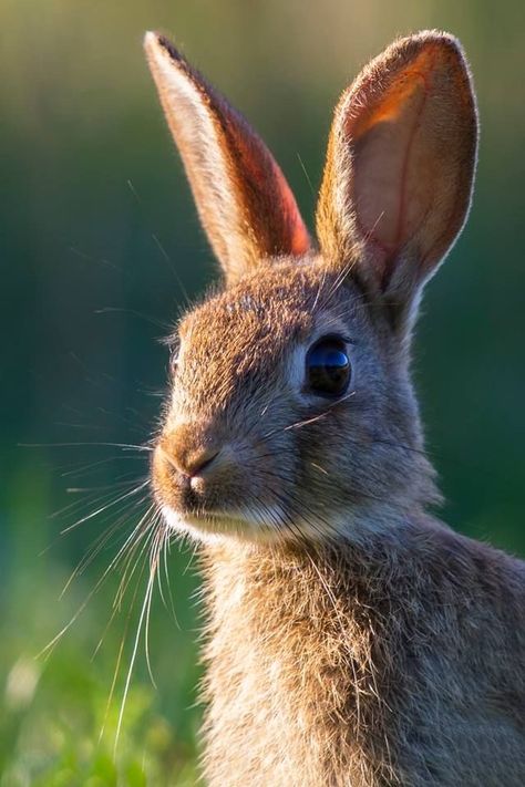 Regard Animal, Rabbit Pictures, Rabbit Photos, 얼굴 드로잉, British Wildlife, Have Inspiration, Arte Inspo, Woodland Creatures, Animal Photo