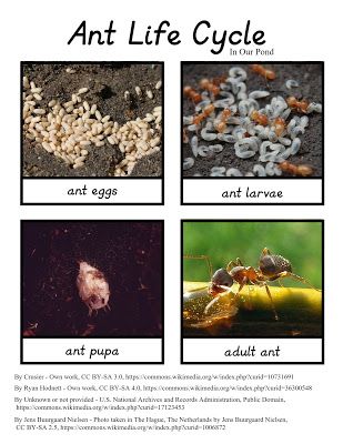 Montessori-Inspired Ant Life Cycle 3-Part Cards - In Our Pond Montessori, Nature, Life Cycle Of An Ant, Biology Games, Ant Life Cycle, Insect Unit, Insects Preschool, Maluchy Montessori, Insect Activities