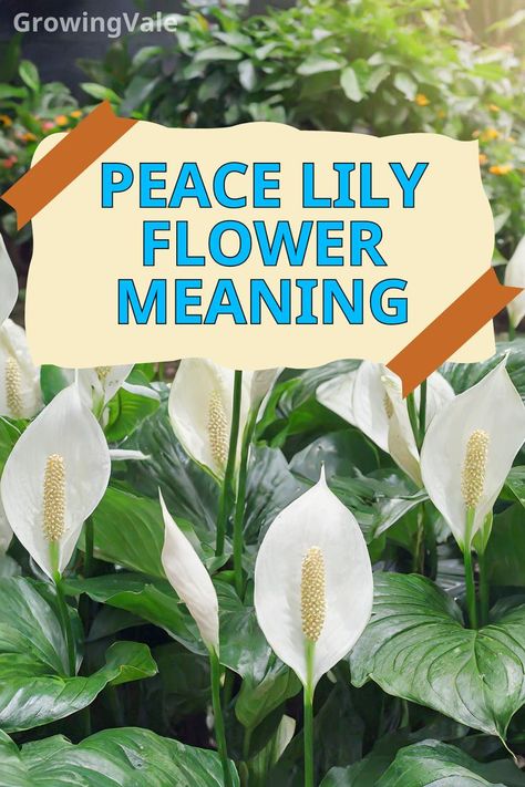 Peace Lily Flower Meaning Lily Meaning, Peace Lily Flower, In Sympathy, Peace Lilies, Sympathy Arrangements, Flower Meanings, Peace Lily, The Peace, Lily Flower