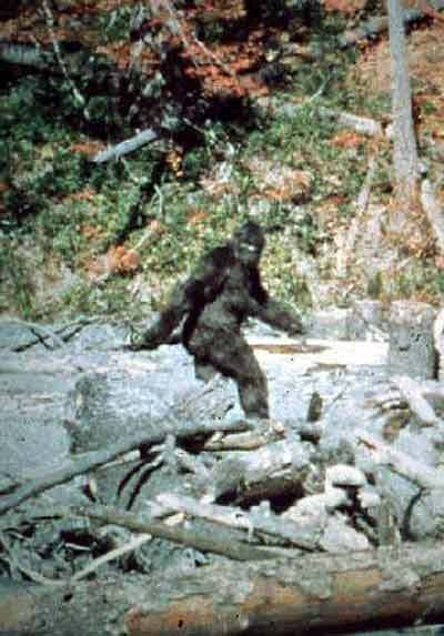 BIGFOOT PATTERSON Bigfoot Pictures, Bigfoot Art, Finding Bigfoot, Image Dbz, Bigfoot Sightings, Unexplained Mysteries, Bigfoot Sasquatch, Urban Legends, Mythological Creatures