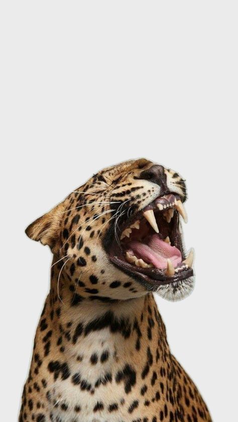 Leopard Print Wallpaper, Cheetah Print Wallpaper, Wallpaper Ipad, Foto Tips, About Animals, Iphone Wallpaper Photos, Wallpapers Iphone, Print Wallpaper, Leopards