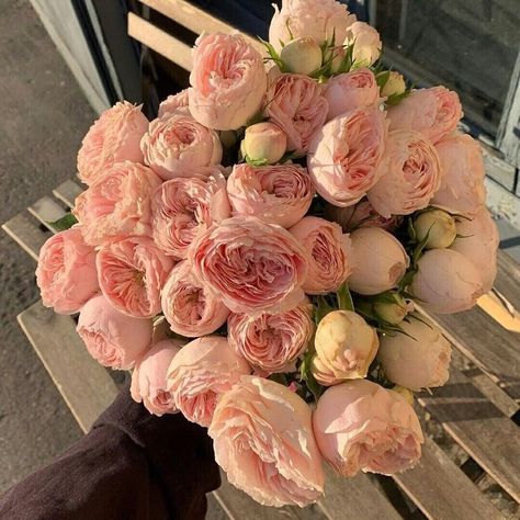 Flowers 🌺 on Twitter: "… " City Flowers, Boquette Flowers, Flower Therapy, No Rain, Luxury Flowers, Pretty Plants, Flower Lover, Love Flowers, Pretty Flowers