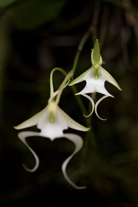 Ghost Flowers, Sphinx Moth, Ghost Orchid, Chocolate Cosmos, National Geographic Photographers, Bald Cypress, Strange Flowers, Bloom Where Youre Planted, Orchid Flowers