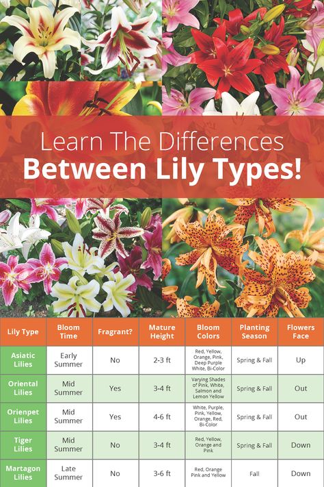 Complete guide to lily bulbs! Our chart details the main differences between the most popular lily bulbs: Oriental Lilies, Asiatic Lilies, Orienpet Lilies, Tiger Lilies and Martagon Lilies! Lily Asiatic, Asiatic Lilies Landscaping Ideas, Asiatic Lily Landscaping Gardens, Orienpet Lilies, Martagon Lilies, Types Of Lily Flowers, Lily Varieties, Lilies Garden, Tiger Lilies Flowers