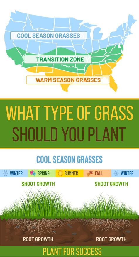 top portion is map of United States showing grass type by region. Bottom is cool season grass growth chart. Can You Plant Grass Seed In The Fall, Planting Grass Seed In Spring, Types Of Grass For Lawn, Best Grass Seed Lawn, Lawn Grass Types, Mowing Business, Different Types Of Grass, Grass Seed Types, Best Grass Seed