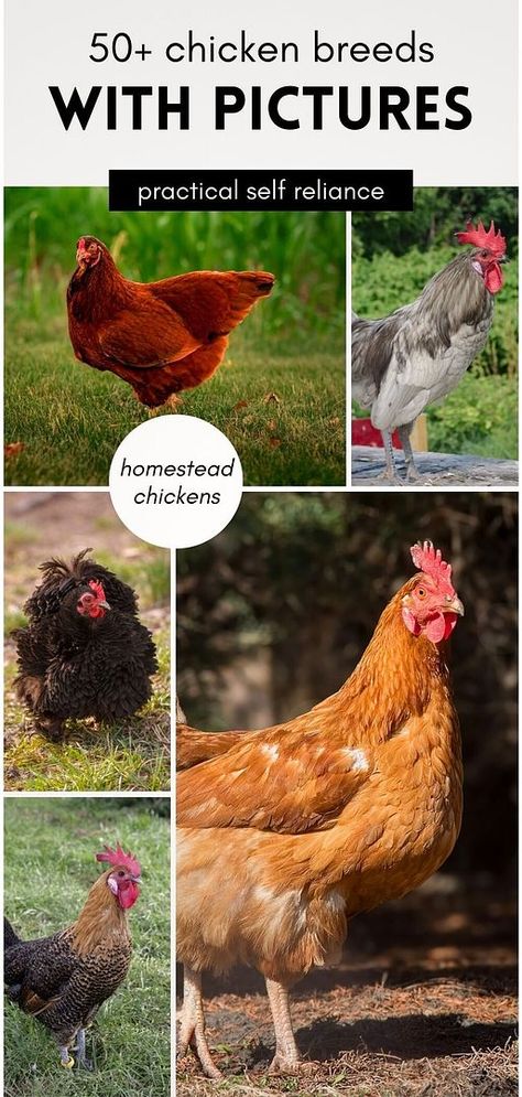 Visualize your perfect flock with this extensive guide to chicken breeds, complete with pictures. Over 50 breeds are detailed, highlighting their suitability for egg production and adaptation to various climates. Whether for a homestead or a small backyard, these breeds offer both beauty and utility. Find more homesteading skills, self-sufficient living, and homestead survival at practicalselfreliance.com. Chicken Breeds With Pictures, Meat Chickens Breeds, Chickens Backyard Breeds, Chicken Breeds For Eggs, Pet Chickens Breeds, Different Breeds Of Chickens, Rare Chicken Breeds, Ameraucana Chicken, Sussex Chicken