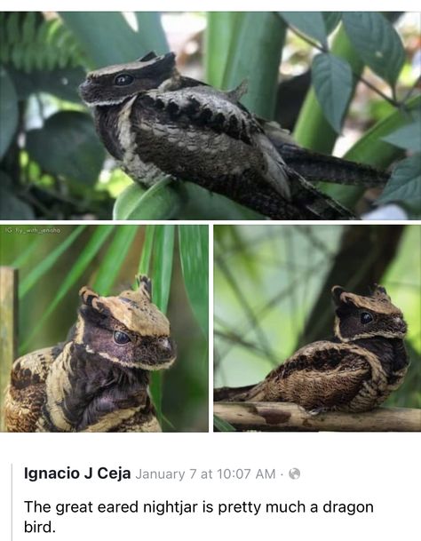 Great Eared Nightjar, Dragon Bird, Creature Fantasy, Pretty Animals, 웃긴 사진, Animal Facts, Animal Jokes, Weird Animals, Cute Creatures