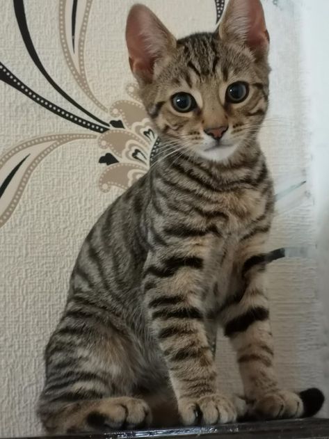 Bengal Tiger Cross kittens For Sale in Sunderland, Tyne And Wear Tiger Striped Cat, Bengal Kittens, Bengal Kitten, Kitten Art, Kittens For Sale, Tyne And Wear, Kitten Care, Striped Cat, Kitten For Sale