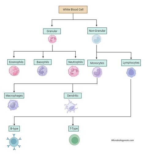 Types of Leukocytes (White Blood Cell) Immune System Nursing, Cell Definition, Immune System Cells, Types Of Blood Cells, Function Of Blood, Blood Infection, Nursing Cheat Sheet, Medical Laboratory Technician, Basic Anatomy