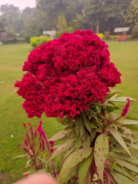 Cockscomb Flower Garden, Coxcomb Flowers, Celosia Cristata, Million Flowers, Red Bouquet, Chinese Zodiac, Pet Safe, Summer Garden, Gardening Ideas