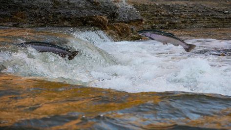 Nutrients From Salmon Carcass Feed Flowers | Technology Networks Pacific Salmon, Salmon Farming, Salmon Run, Atlantic Salmon, Archaeology News, Salmon Fish, Wild Salmon, Mountain Stream, Indigenous People