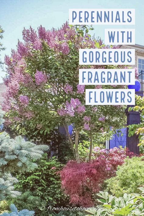 Fragrant plants add another dimension to your garden with their beautiful perfume. Learn which shrubs and perennials have the best smelling flowers. There are some for any type of growing conditions -- shade, sun, and even drought tolerant options.  #fromhousetohome #gardendesign #gardening #fragrantflowers #sunperennials  #gardeningtips Best Smelling Flowers, Smelling Flowers, Full Sun Plants, Sun Perennials, Fragrant Plant, Perennial Shrubs, Beautiful Pink Flowers, Evergreen Plants, Spring Plants