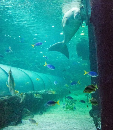 Visiting Sea Life Sydney Aquarium & Wild Life Sydney Zoo Sydney Aquarium, Dallas World Aquarium, Australian Fauna, Shedd Aquarium, Sydney Travel, Wildlife Park, The Zoo, Wildlife Animals, Sea World