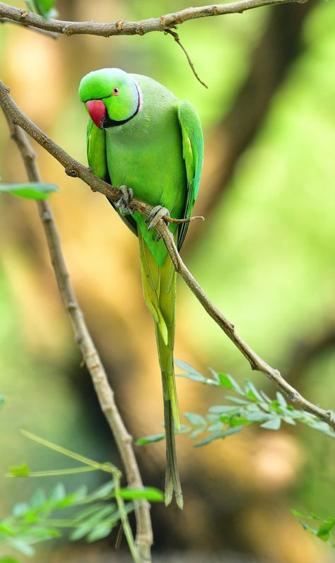 Green Parrot Bird, Baby Animal Painting, Parrot Wallpaper, Australian Parrots, Sai Baba Hd Wallpaper, Brown Tree, Poetic Quote, Images To Draw, Sunflower Pictures