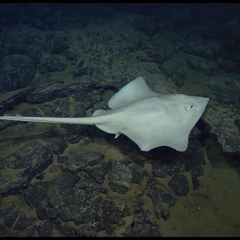 Skate Fish, Oceanography Marine Biology, Oceanography, Marine Biology, Creature Design, Deep Sea, The Head, The Pacific, Sharks