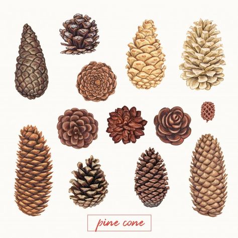 Pine Cone Drawing, Zestaw Ikon, Winter Plants, Cat Air, Nature Tattoos, Autumn Art, Pine Cone, Botanical Illustration, Botanical Art