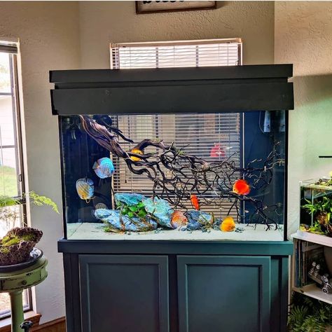 Pet Store Display, Discus Tank, Discus Aquarium, Aquarium Stands, Fish Tank Design, Aquarium Driftwood, Led Aquarium, Discus Fish, Aquarium Ideas