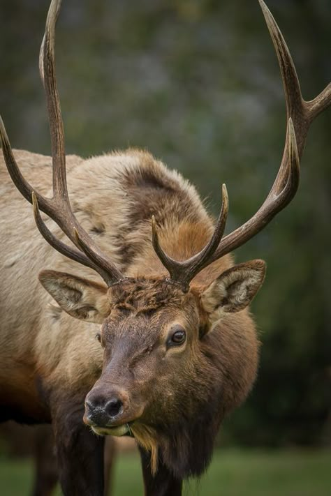 Elk Reference, Stag Photography, Elk Horns, Roosevelt Elk, Elk Pictures, Elk Photography, Elk Head, Deer Photography, Tattoo Animal