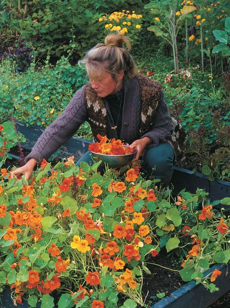 Hollyhocks Flowers, Fine Gardening, Edible Plants, Edible Flowers, Veggie Garden, Edible Garden, Kitchen Garden, Permaculture, Herb Garden