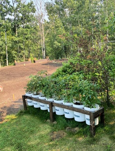 How to Build a Bucket Garden Stand - Pretty DIY Home Diy Bucket Garden, Bucket Garden Stand, Raised Container Garden, Bucket Garden, Raised Garden Bed Plans, Bucket Planters, Bucket Gardening, Vegetable Garden Raised Beds, Building A Raised Garden