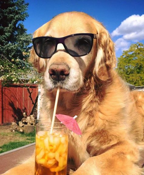 Dog Tattoo Ideas, A Golden Retriever, Wearing Sunglasses, Dog Wallpaper, Dog Tattoo, Retriever Dog, Cat Eye Sunglasses, A Dog, Golden Retriever