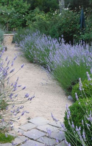 lavendel and buxus  eind maart terugsnoeien 1/3 deel.   direct na de bloei in augustus alleen de bloemstelen   weghalen.  in augustus ev stekken met een hieltje Pea Stone, Walkway Landscaping, Growing Lavender, Lavender Garden, The Secret Garden, Magical Garden, Front Yard Garden, Gorgeous Gardens, Garden Cottage