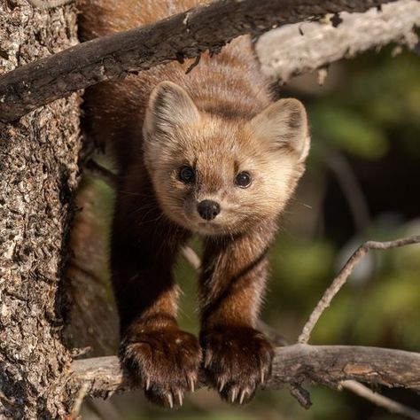 American Marten, Pine Marten, Pet Spaces, Tropical Animals, Paws And Claws, Pretty Animals, Silly Animals, Animal Photo, Zoo Animals