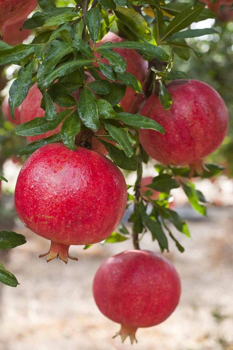 Grow Pomegranate, Pomegranate Tree, Pink Guava, Tea Plant, Sweet Fruit, Strawberry Plants, Tree Care, Fruit Garden, Red Fruit