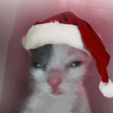 Christmas Pfp Aesthetic, Christmas Pfp, Pfp Aesthetic, A Cat, Christmas