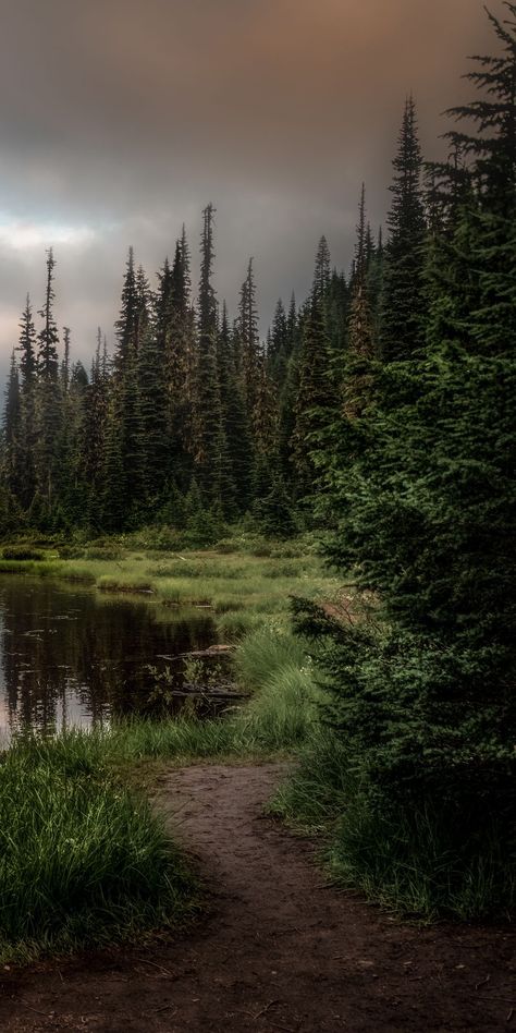 Martial Peak, Dark Forest Aesthetic, Favorite Wallpaper, Water Images, Iphone11 Pro, Images Harry Potter, Dark Green Aesthetic, Pretty Landscapes, Forest Wallpaper