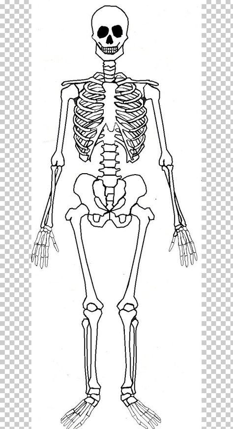 Body Skeleton Anatomy, Skeleton Body Sketch, Full Body Skeleton Sketch, Body Bone Drawing, Leg Skeleton Drawing, Skeleton System Drawing, Skelton Ideas Drawing, Skeleton Body Drawing Simple, Full Body Skeleton Drawing