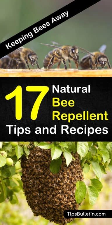 Learn how to get rid of bees from your house, yards, and outdoor entertainment areas with these natural bee repellent recipes. Whether you need relief while camping or you’re looking for a natural spray for your skin, these tips can help! #beerepellent #bees #pestcontrol Natural Bee Repellent, Bee Spray, Bee Repellent, Getting Rid Of Bees, Ground Bees, Wasp Repellent, Repellent Diy, Get Rid Of Wasps, Keeping Bees