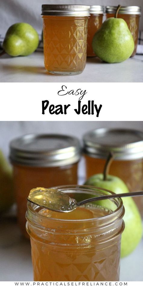 Pear jelly is an easy homemade preserve, with all the flavor of the pear harvest in a rich spreadable jelly. Learn how to make this easy jelly and preserve your pears! #winter #recipe #pear #jelly #practicalselfreliance Jelly, Pear Recipes For Canning, Pear Jelly Recipes, Pear Jam Recipe, Pear Jelly, Canning Pears, Pear Preserves, Canned Pears, Pear Dessert