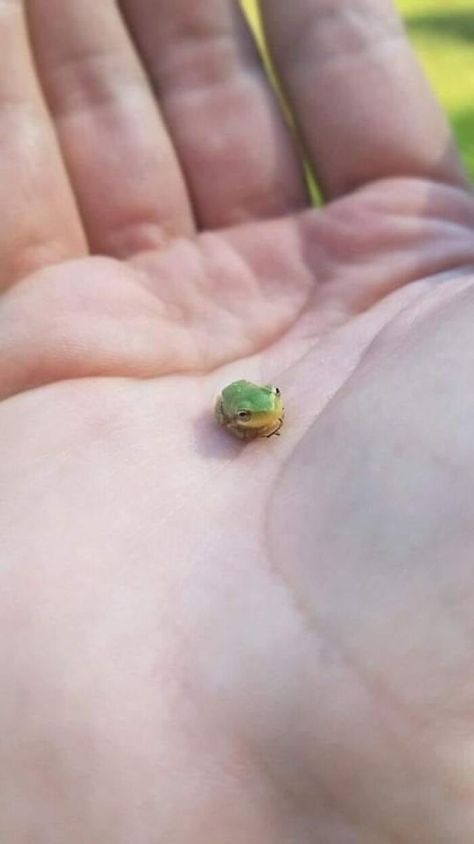 Frog Pets, Pacific Tree Frog, Frog Funny, Pet Frogs, Dog Water Dispenser, Small Frog, Frog Pictures, Cute Reptiles, Cute Small Animals