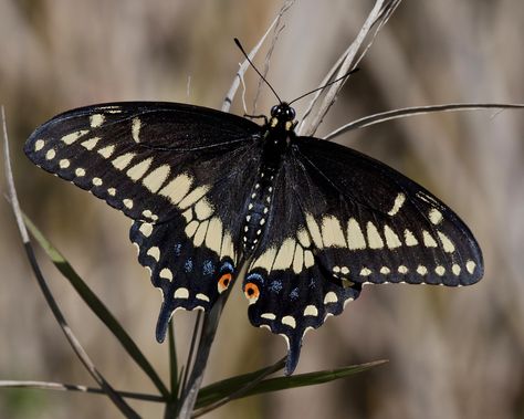 Eastern Black Swallow-tail: Papilio polyxenes - Ritch Grissom Memorial Wetlands (Viera Wetlands), Melbourne, Florida Black Swallow Tail Butterfly, Swallow Tail Butterfly, Nc Tattoo, Black Swallowtail, Melbourne Florida, Flying Flowers, Moth, Insects, Melbourne