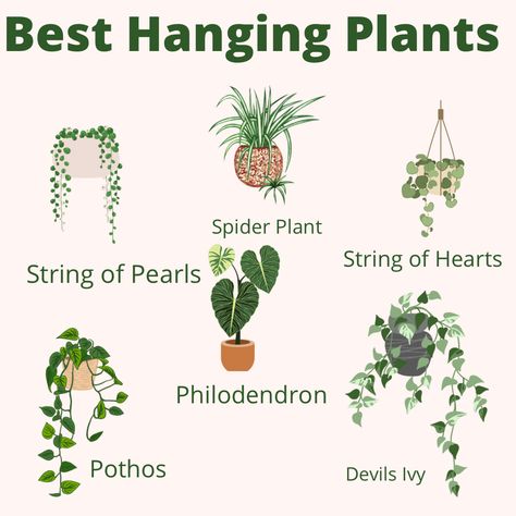 Plant Placement In Home, Plant Beginner, Best Hanging Plants, Hanging Plant Ideas, Safe House Plants, Plants And Gardening, Household Plants, Plant Care Houseplant, Hanging Plants Indoor