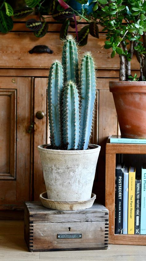 Cactus Interior Design, Organic Plant Food, Rare Cactus, Easy Care Houseplants, Blue Cactus, Yellow Plants, House Plant Pots, Leafy Plants, Mini Cactus