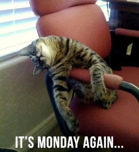 Monday Blues Monday Cat, Friday Pictures, Cute Kittens, Crazy Cat Lady, Bones Funny, Crazy Cats, Cat Pics, Cat Love, Kittens Cutest