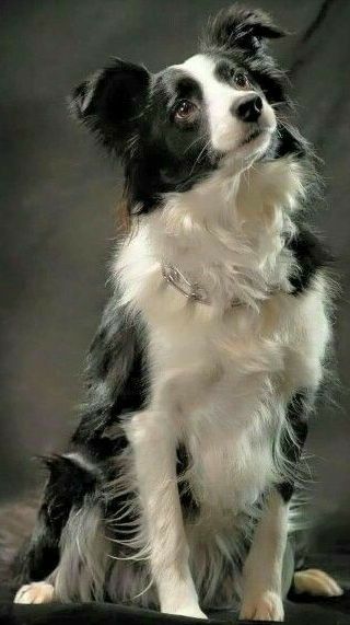 Border Collies Aesthetic, Border Collie Black And White, Dog Border Collie, Border Collie Art, Border Collie Puppy, White Border Collie, Collie Puppies, Border Collie Puppies, Australian Shepherd Dogs