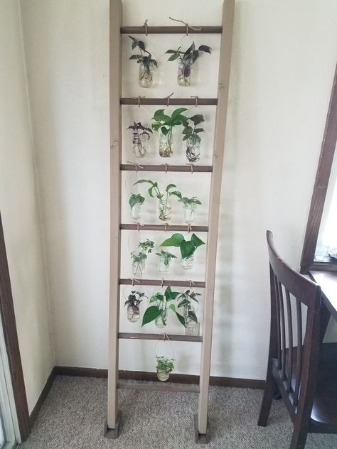 Propagation Station made from a ladder & small jars Plants On Ladder, Propagation Station Ideas, Propagating Station, Propagating Station Diy, Diy Propagation Station Ideas, Propagation Wall Diy, Propagation Station Diy, Ladder Plant Hanger, Diy Window Propagation Station