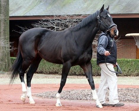 Violence at Hill 'n' Dale Farm Thourghbreds Horses, Horse And Human, Horse Anatomy, Beautiful Horse Pictures, Horse Colors, Thoroughbred Horse Racing, Sport Of Kings, Horse Boarding, Horse Aesthetic